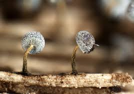 Attēlu rezultāti vaicājumam “Physarum album”