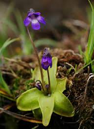 Attēlu rezultāti vaicājumam “Pinguicula vulgaris”
