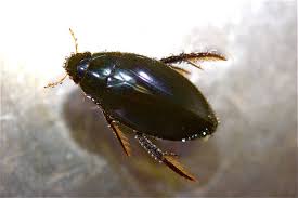 Attēlu rezultāti vaicājumam “Hydrophilidae”