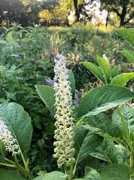 Attēlu rezultāti vaicājumam “Phytolacca acinosa flower”