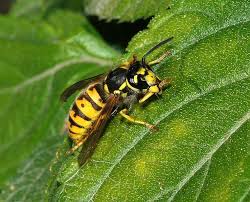 Attēlu rezultāti vaicājumam “Vespula germanica male”