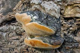 Attēlu rezultāti vaicājumam “Phellinus populicola”