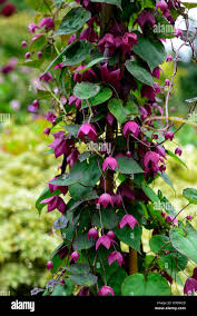 Image result for Rhodochiton atrosanguineum