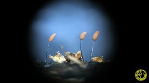 Attēlu rezultāti vaicājumam “Comatricha tenerrima”