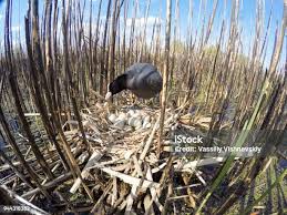 Attēlu rezultāti vaicājumam “Fulica atra nest”