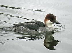 Attēlu rezultāti vaicājumam “Mergus albellus”