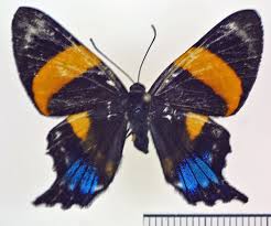 Image result for Ancyluris rubrolineata