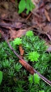 Attēlu rezultāti vaicājumam “Dicranum polysetum sporophyte”