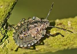 Attēlu rezultāti vaicājumam “Pentatoma rufipes”