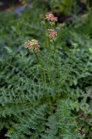 Image result for Filipendula vulgaris
