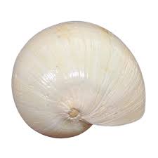 Attēlu rezultāti vaicājumam “Meloe sp. imago”