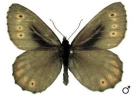 Attēlu rezultāti vaicājumam “Oeneis jutta”