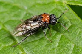 Attēlu rezultāti vaicājumam “Eriocampa ovata”