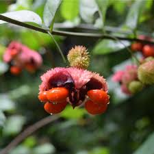 Attēlu rezultāti vaicājumam “Euonymus fruit”