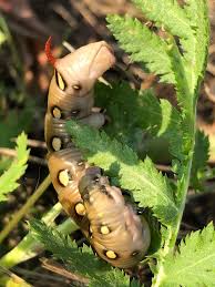 Attēlu rezultāti vaicājumam “Hyles gallii larva”