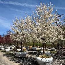 Attēlu rezultāti vaicājumam “Malus x zumi”