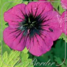 Image result for Geranium `Sandrine`