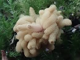 Attēlu rezultāti vaicājumam “Arcyria, Heterotrichia sp.”