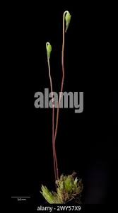 Attēlu rezultāti vaicājumam “Bryoerythrophyllum recurvirostrum sporophyte”