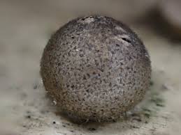 Attēlu rezultāti vaicājumam “Reticularia lobata”