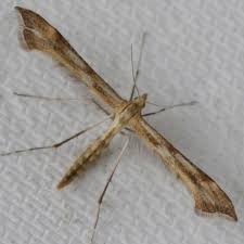 Attēlu rezultāti vaicājumam “Gillmeria pallidactyla”