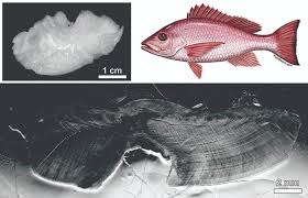 Image result for Lutjanus campechanus