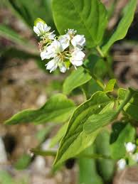 Attēlu rezultāti vaicājumam “Fagopyrum esculentum leaf”