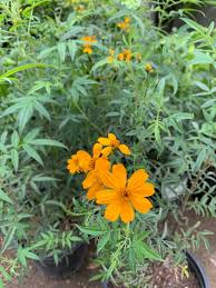 Attēlu rezultāti vaicājumam “Tagetes leaf”