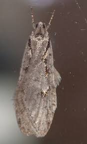 Attēlu rezultāti vaicājumam “Semioscopis avellanella”