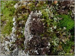 Attēlu rezultāti vaicājumam “Cetraria aculeata”