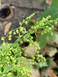 Image result for Artemisia annua