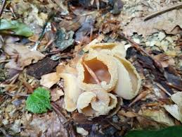 Attēlu rezultāti vaicājumam “Peziza varia”