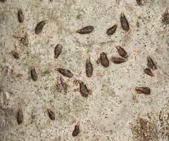 Attēlu rezultāti vaicājumam “Lepidosaphes ulmi”