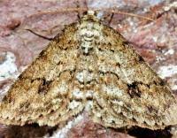 Attēlu rezultāti vaicājumam “Ectropis crepuscularia”