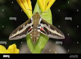 Attēlu rezultāti vaicājumam “Hyles gallii”