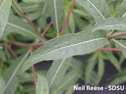Attēlu rezultāti vaicājumam “Epilobium angustifolium leaf”