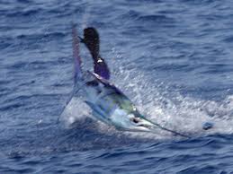 Image result for Istiophorus platypterus