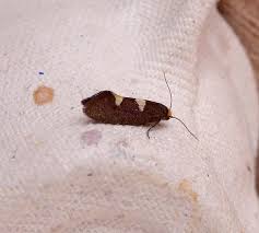 Attēlu rezultāti vaicājumam “Incurvariidae”