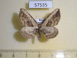 Attēlu rezultāti vaicājumam “Horisme vitalbata”