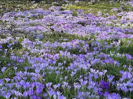 Attēlu rezultāti vaicājumam “Crocus tommasinianus”