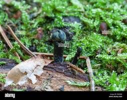 Attēlu rezultāti vaicājumam “Holwaya mucida”