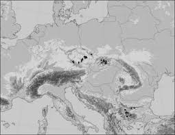Attēlu rezultāti vaicājumam “Sphagnum warnstorfii”