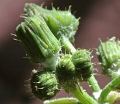 Attēlu rezultāti vaicājumam “Sonchus oleraceus bud”