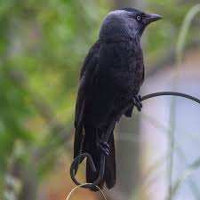 Attēlu rezultāti vaicājumam “Corvus monedula”