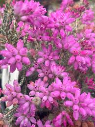 Attēlu rezultāti vaicājumam “Erica tetralix”