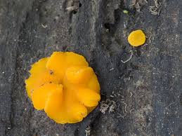 Attēlu rezultāti vaicājumam “Miladina lecithina”