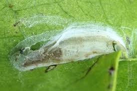 Attēlu rezultāti vaicājumam “Gracillaria syringella imago”