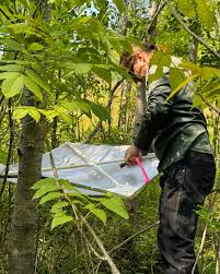Attēlu rezultāti vaicājumam “Schistidium apocarpum stalked”