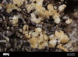 Attēlu rezultāti vaicājumam “Hemitrichia leiotricha macro”