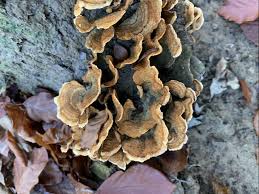 Attēlu rezultāti vaicājumam “Stereum hirsutum”